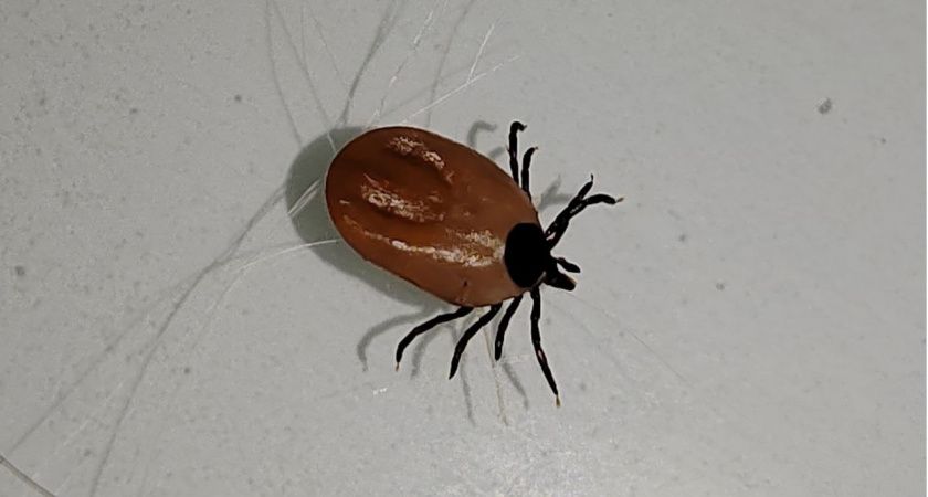       ?      