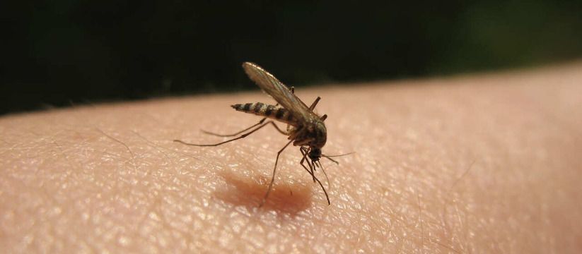 Простой трюк: всего 4 г – и комары исчезнут, защитив семью от укусов