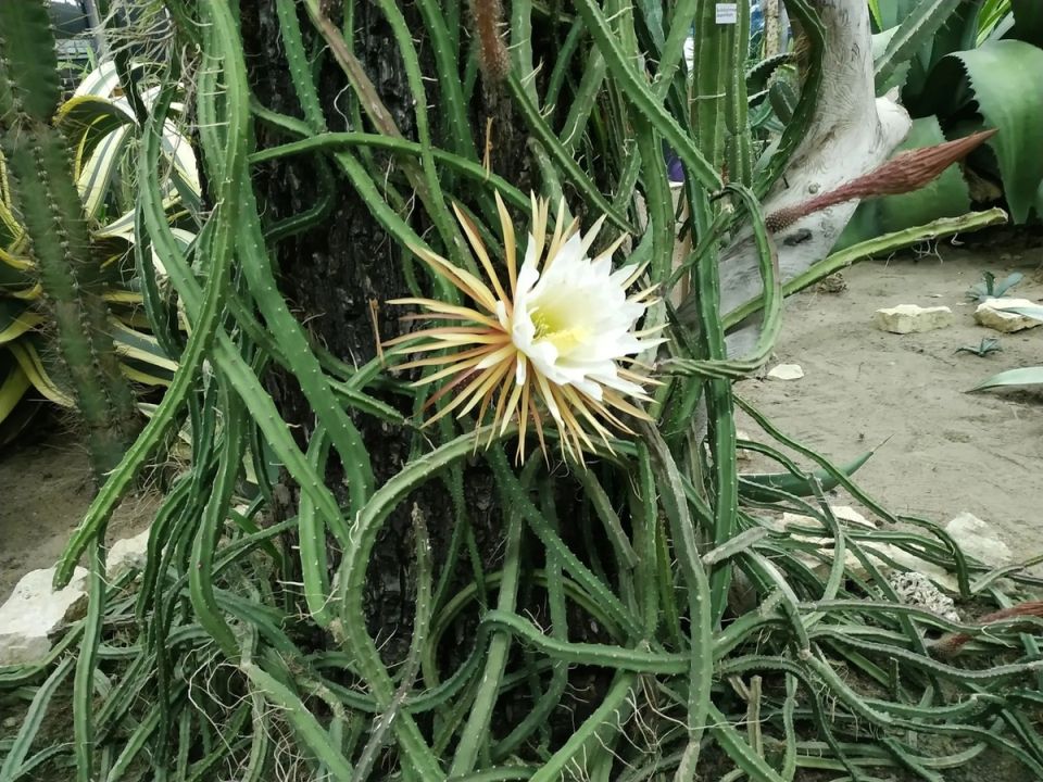   Selinicereus grandiflorus