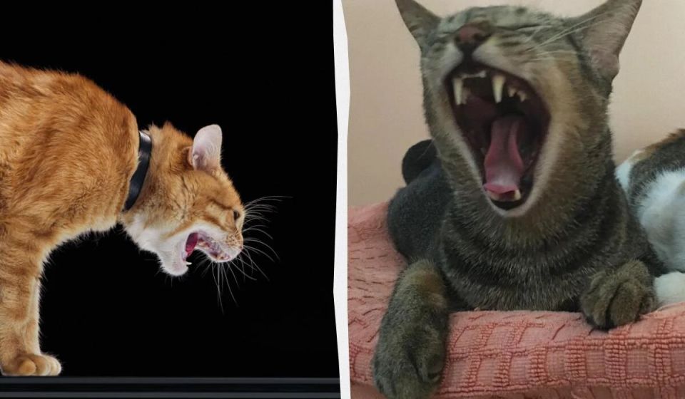    :      