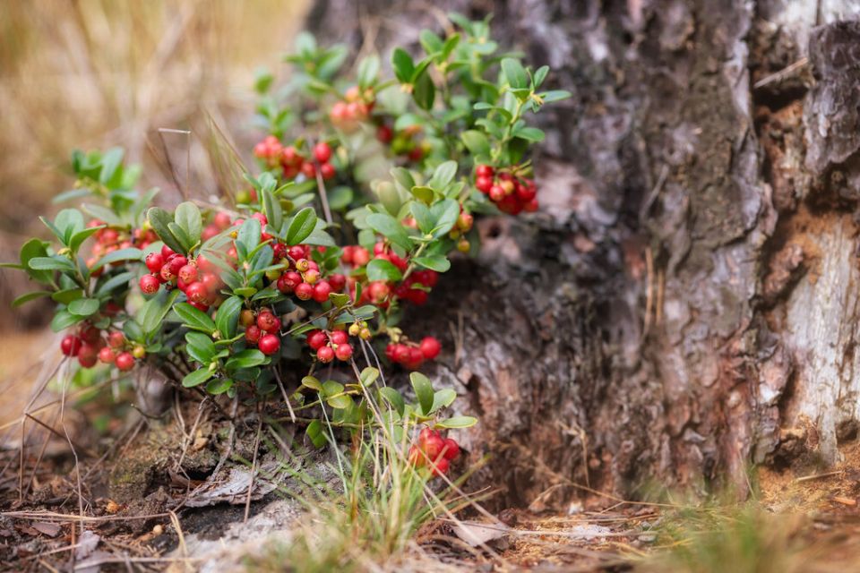 Почему брусника считается настоящим суперфудом и как заготавливать ягоды на зиму