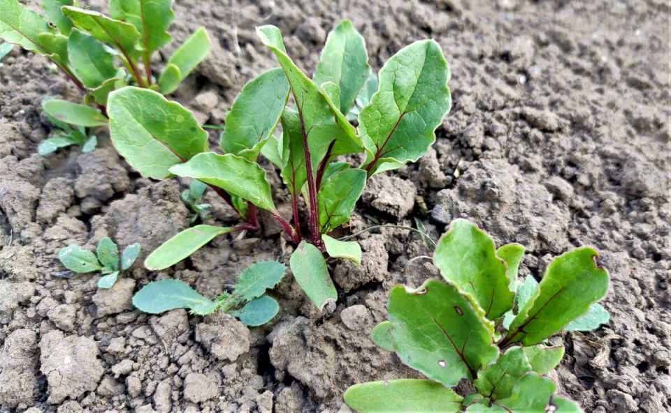 Соседство свеклы: кто поможет, а кто навредит?