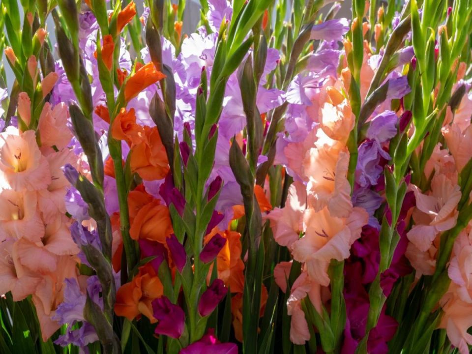 Правила ухода за гладиолусами для длительного цветения