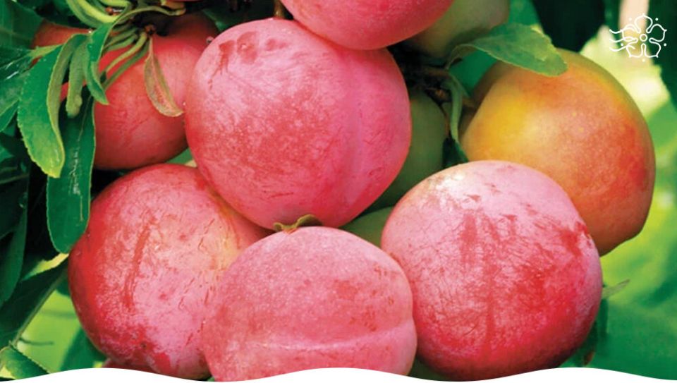 Слива Ксения: идеальный выбор для вашего сада в условиях России