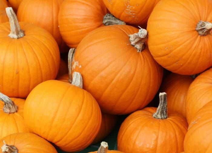 Секреты успешного выращивания тыквы: когда и как посадить рассаду