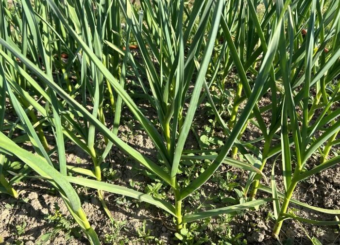 Идеальная подпитка для чеснока: когда и как провести заключительную подкормку