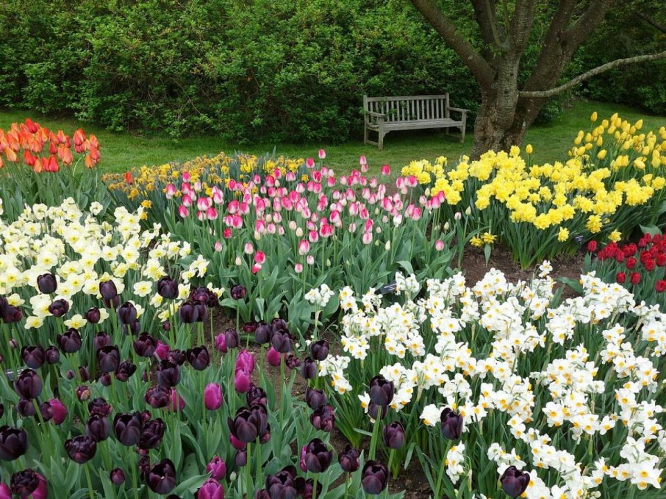 Цветы, которые цветут даже при минимальном уходе: идеальные решения для занятых садоводов