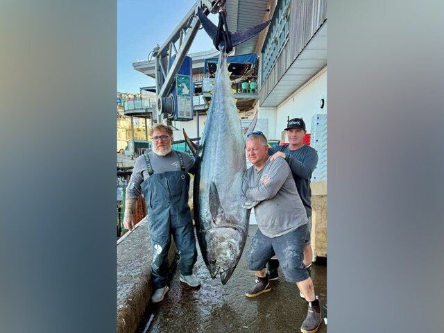 210-килограммовый тунец с аукциона: событие этого года