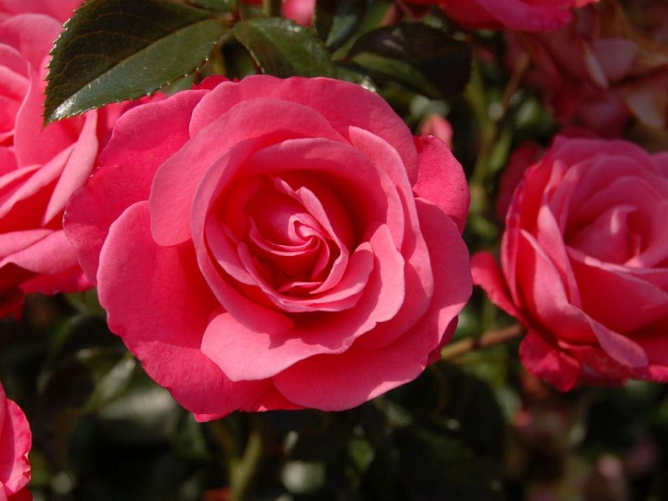 Летняя обрезка роз: секреты для пышного цветения и защиты от болезней