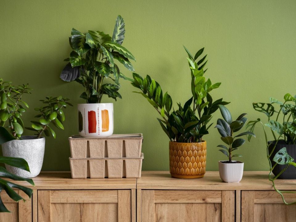 Почему комнатные растения — лучшие помощники для свежего воздуха в доме