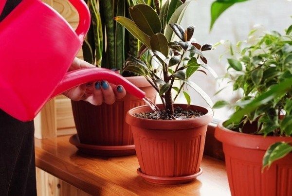 Зимний уход за растениями: секреты правильного полива