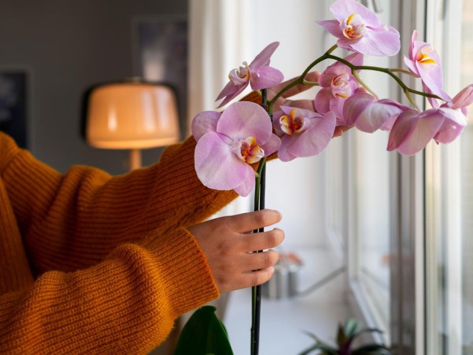 Секреты ухода за орхидеями: как вдохнуть новую жизнь в иссохшие цветы