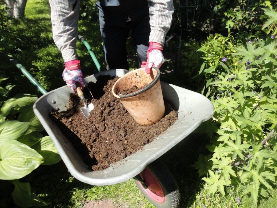 Почему органика снова в моде: переосмысление дачного удобрения