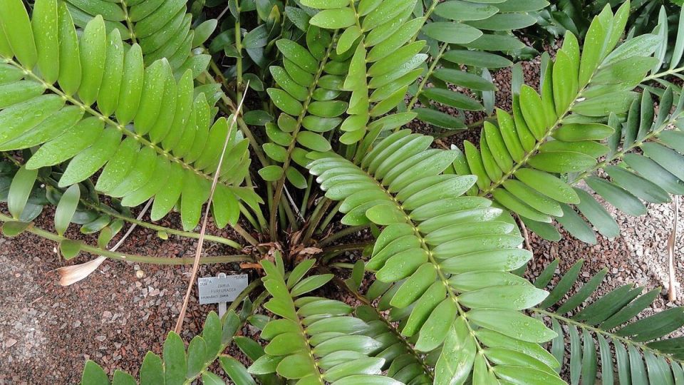 Как правильно ухаживать за замиокулькасом: секреты успешного полива