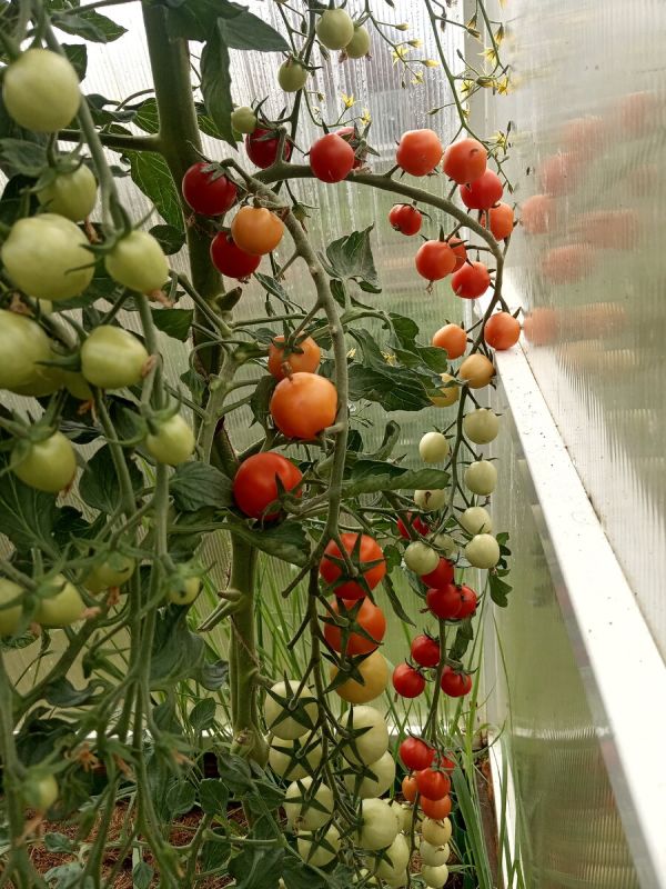 Томаты черри 'Мексиканский мёд': идеальный выбор для поздней осени