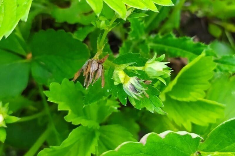 Как спасти клубнику от коварного долгоносика: проверенные методы борьбы