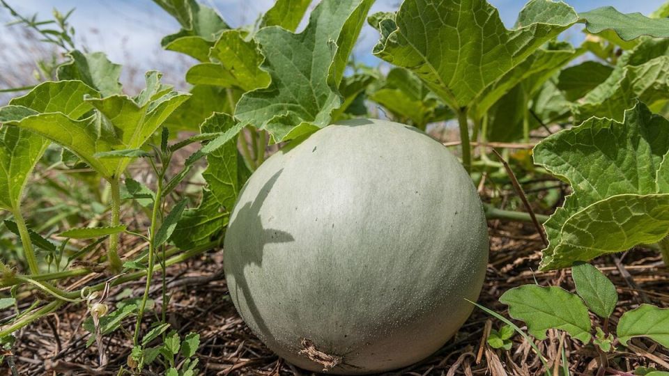 Как вырастить идеальную дыню: секреты успешного садоводства
