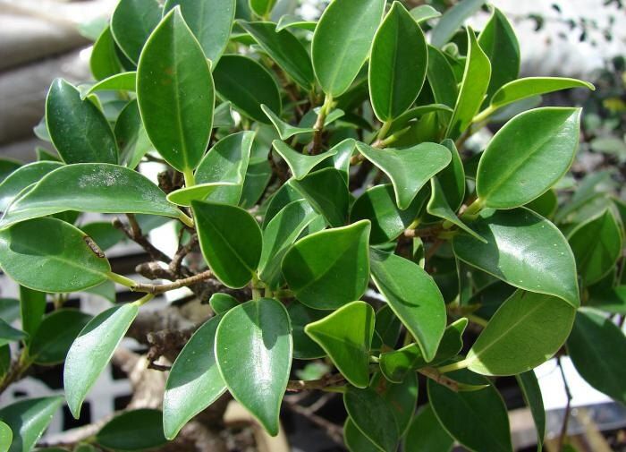 Удивительный секрет ухода за фикусом: как молоко придает блеск его листьям