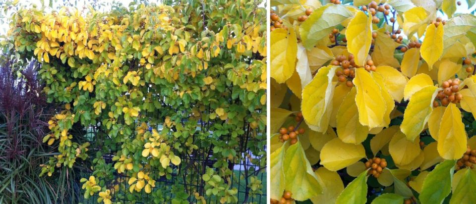 Древогубец плетевидный: удивительное растение, способное преобразить ваш сад