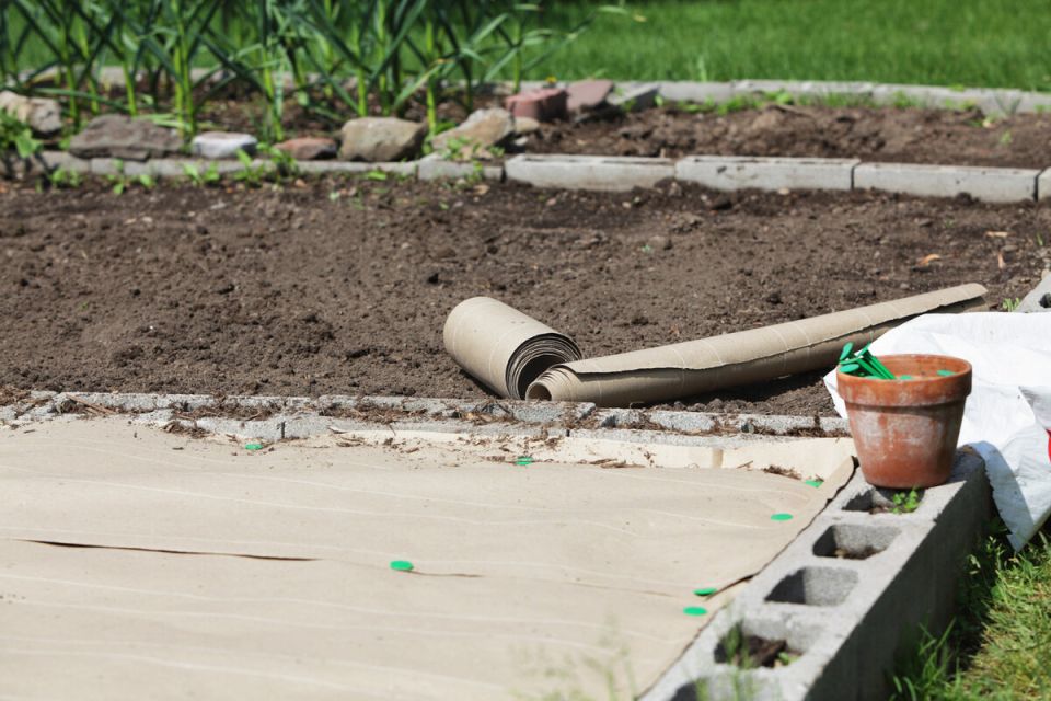 Почему картон и газеты — неожиданные герои огорода: полезные советы для дачников
