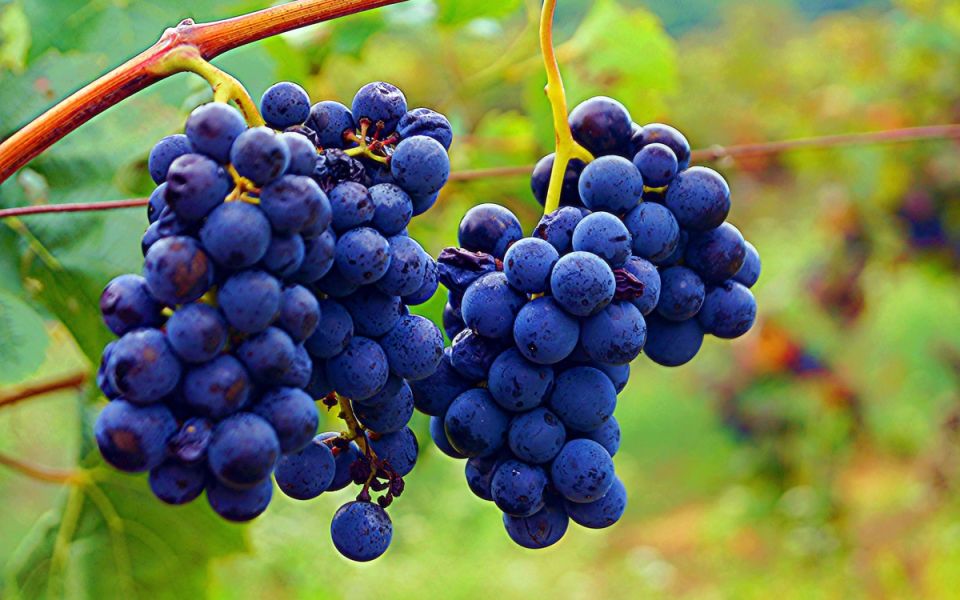 Виноградные тайны: уникальные сорта, которые удивят вас