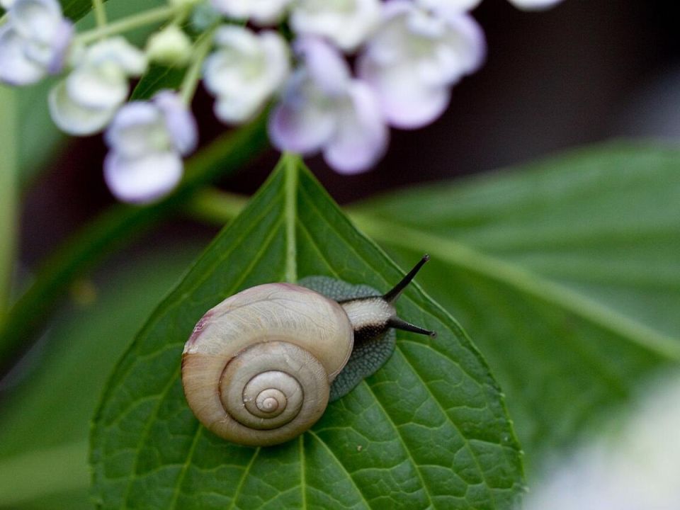 Как раз и навсегда остановить нашествие улиток в огороде: простые и эффективные методы
