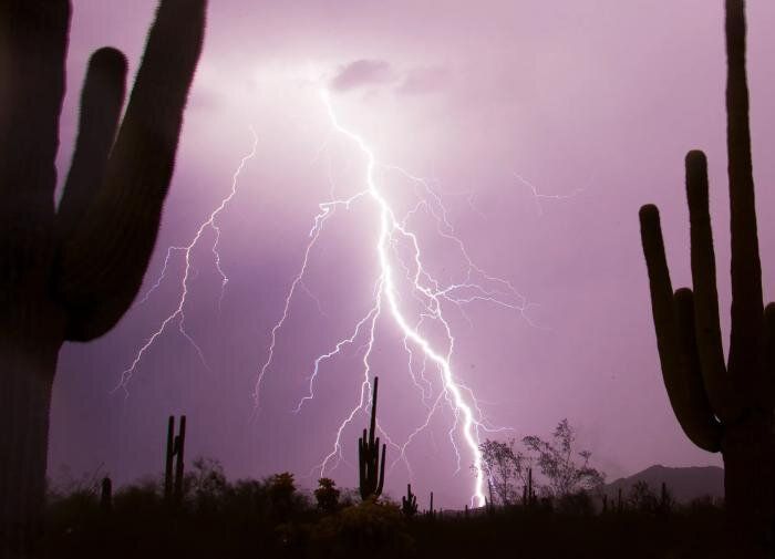 Как молнии влияют на растения: неожиданная связь