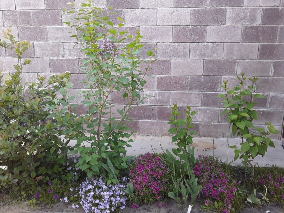 Как интернет-магазины растений реагируют на претензии о пересорте: опыт покупателей