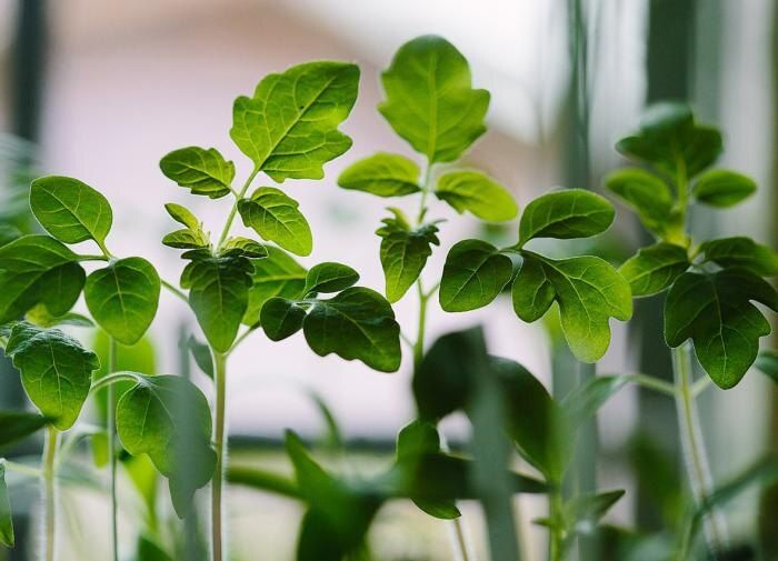 Как вернуть к жизни переростки помидоров: советы для овощеводов