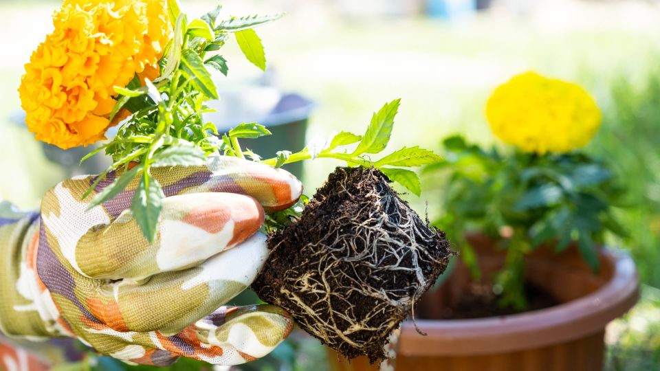 Эти цветы можно посадить в октябре: взойдут без возни с рассадой