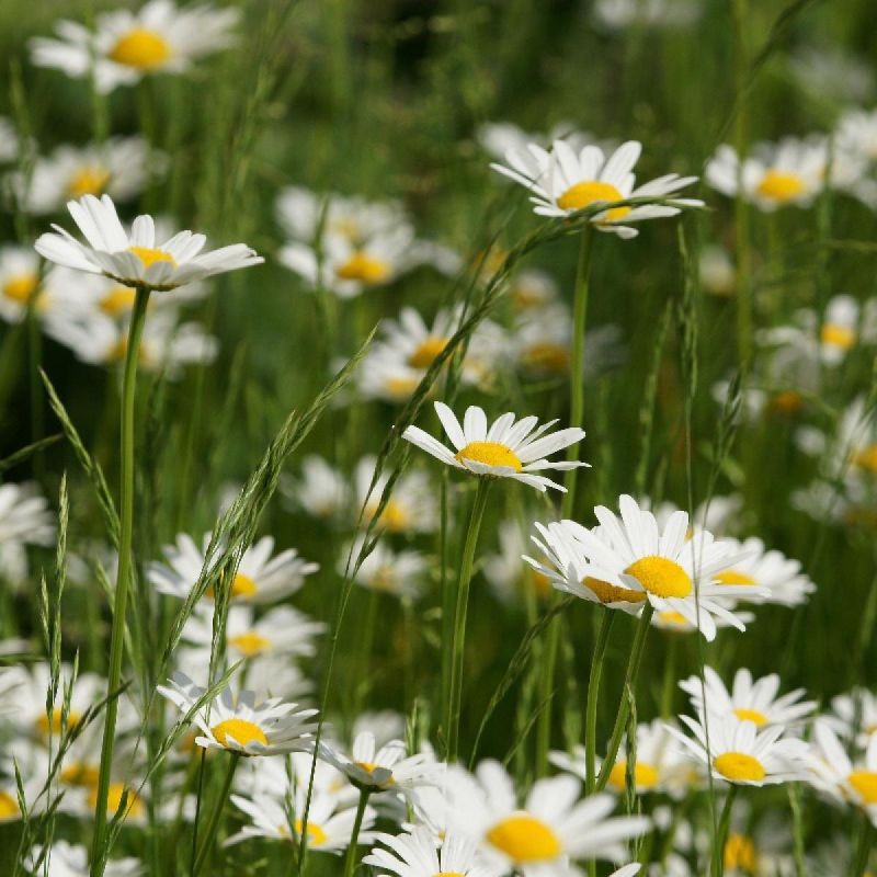 Как простые растения помогают защитить ваш участок от мышей