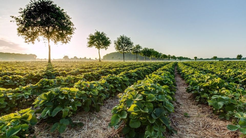 Как правильно посадить клубнику: секреты идеального расстояния между растениями