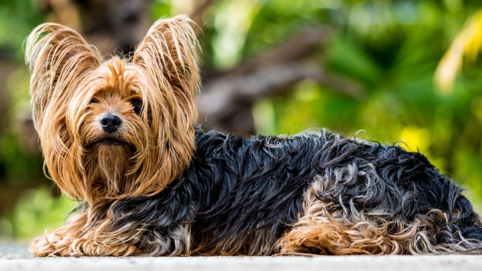 Необычный судебный прецедент: хозяин йоркширского терьера требует компенсацию от страховой за гибель питомца