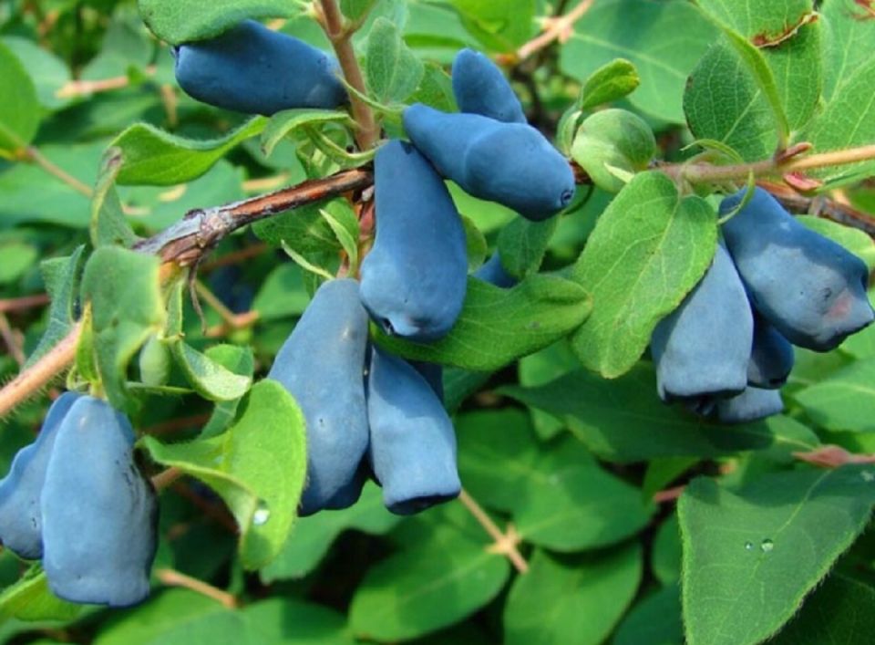 Успех жимолости: Как правильная обрезка осенью гарантирует богатый урожай