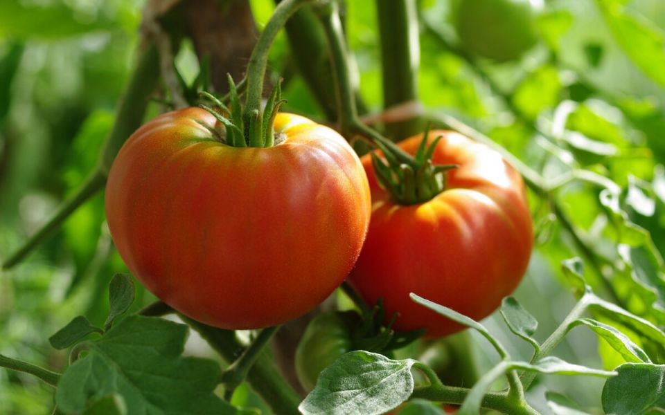 Почему важен правильный выбор предшественников для томатов?