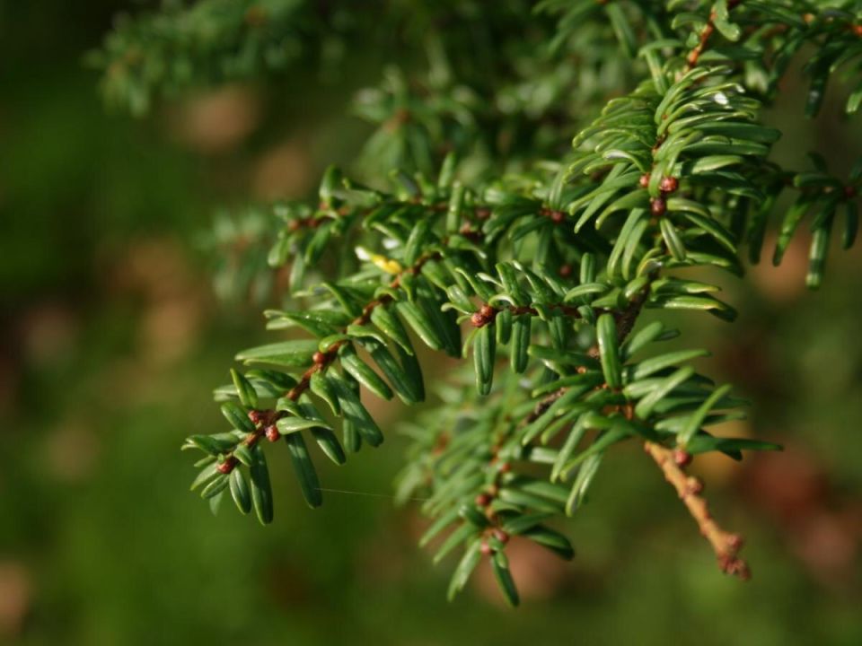 Канадская тсуга: вечнозеленая звезда вашего загородного участка