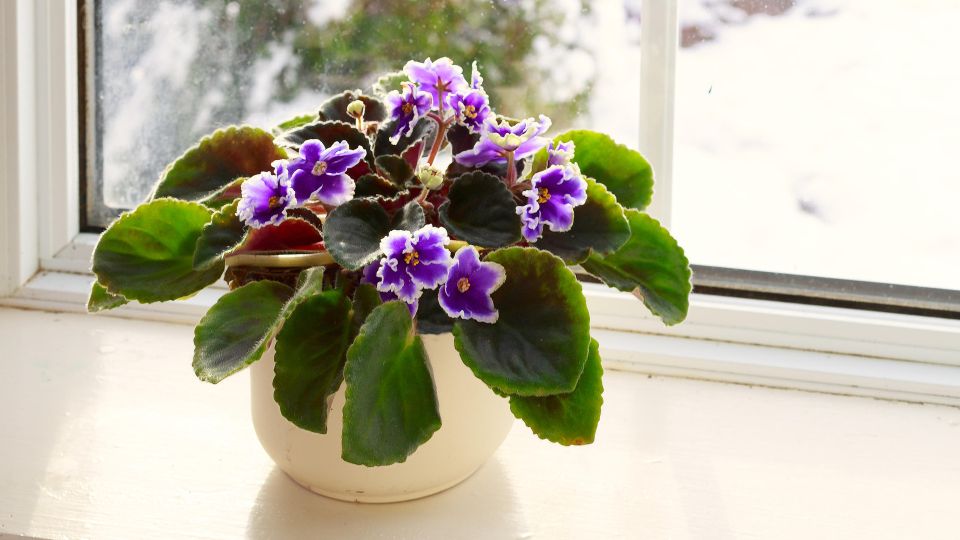 Фиалка разразится буйным цветением через неделю: в грунт нужно подсыпать эти «отходы»