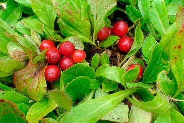 Красная черника: сладкие ягоды и необычные свойства