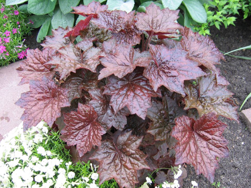 Гейхеры: секреты успешного выращивания из семян