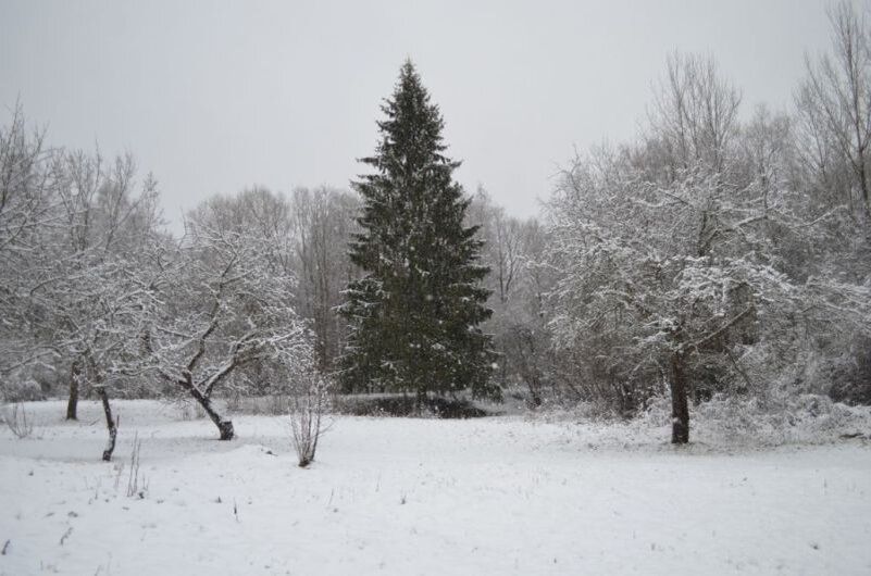 Забота о яблонях в зимний период