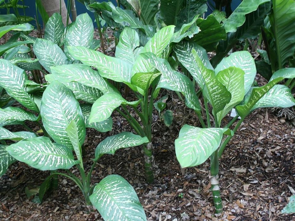 Предостережение для любителей зелени: 7 опасных комнатных растений, о которых стоит знать