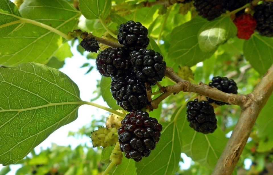 Шелковица: сокровище, которое можно вырастить даже в суровых климатах