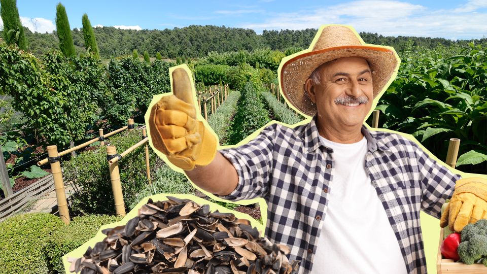 Соседи обзавидуются вашему урожаю: просто не выбрасывайте шелуху от семечек