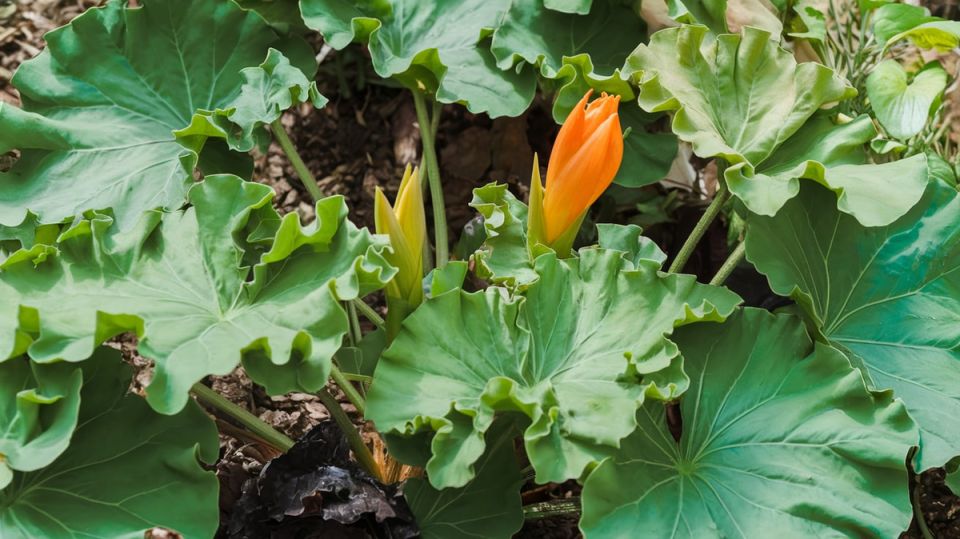 Почему ваши кабачки цветут, но не дают плодов?