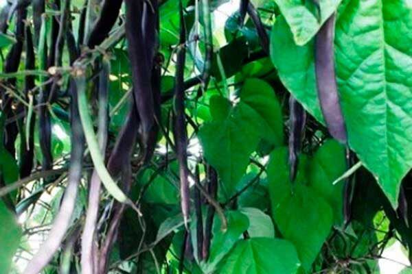 Фасоль Блюхильда: секреты агрономов для успешного урожая