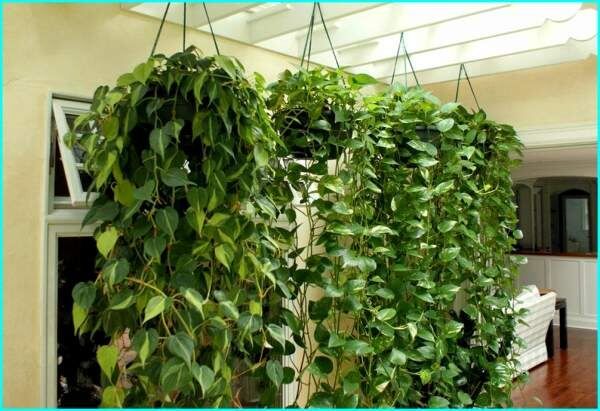 Вьющиеся и ампельные растения: как добавить зелени в ваш интерьер
