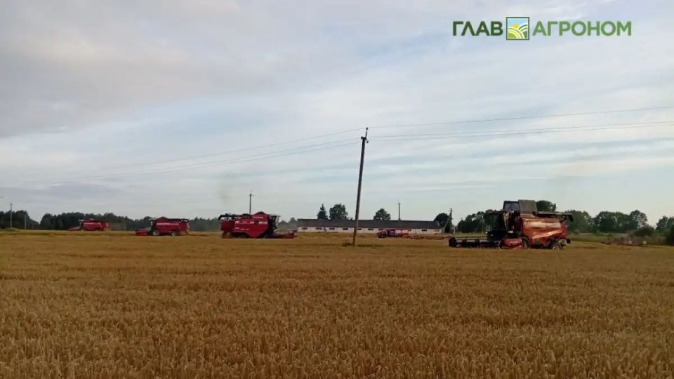 Эффективные стратегии применения минеральных удобрений в суровых условиях засушливых регионов России