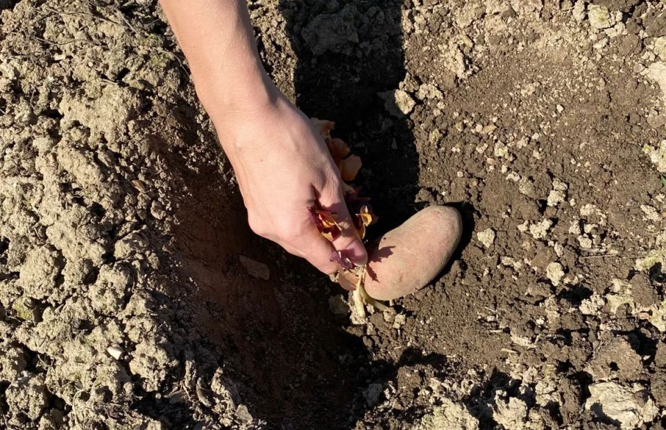 Как один ведер картошки может подарить вам огромный урожай