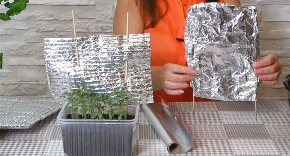 Как предотвратить желтение рассады после пикировки: основные ошибки и советы