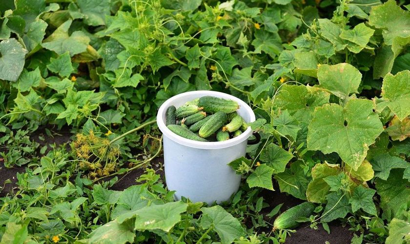 Как добиться богатого урожая огурцов с помощью простого удобрения из рыбы